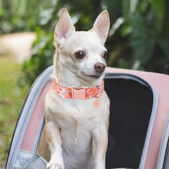 UP URARA PUP diseño artesanal único, perfecto para paseos y juego.