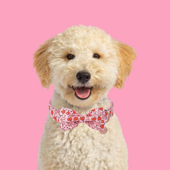 UP URARA PUP pajarita rosa añade encanto para ocasiones especiales