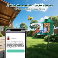 Vatjubi alimentador con camara nocturna para ver aves de noche sin perder detalle