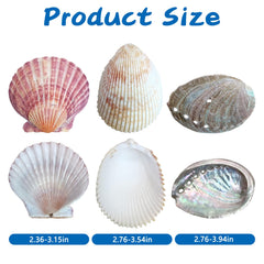 Conchas naturales para acuario: refugio realista con VCEPJH