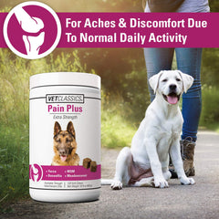 Perro activo al aire libre, listo para ejercicio con Pain Plus.