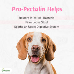 Pro-Pectalin tabletas masticables con sabor a pollo para administración fácil.