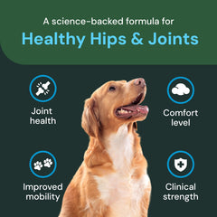VETRISCIENCE apoyo al movimiento articular durante paseos y juegos.