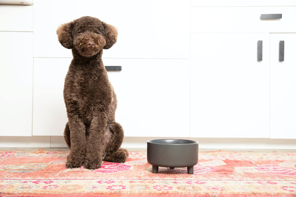 Waggo Uplift tazón cerámico para perros medianos, duradero y fácil de limpiar.