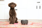 Waggo Uplift tazón cerámico para perros medianos, duradero y fácil de limpiar.