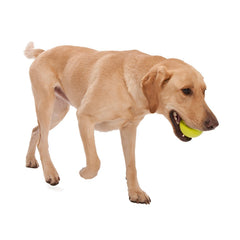 Zogoflex Jive Ball de WEST PAW, ideal para juego de buscar y traer y masticación segura
