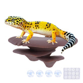 Westant champiñones decorativos en terrario, refugio natural para reptiles y anfibios.
