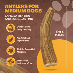 Whitetail Naturals Asta de Ciervo Mediana, mordedor natural y duradero para perros.