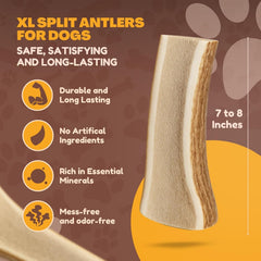 WhiteTail Naturals, astas de alce XL sin aditivos para masticar naturalmente