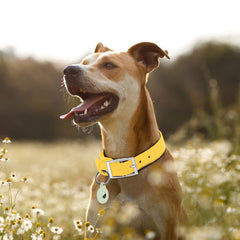 Cierre anticorrosivo y material de goma suave del collar Wisedog.