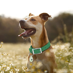 Ajuste seguro del collar Wisedog con cinco agujeros.