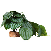 WOLEDOE Calathea Orbifolia falsa para terrario, añade refugio visual y realismo.