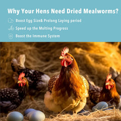 Gusanos de harina WormsFarm para aves silvestres, ideal para atraer aves.