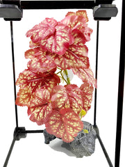 Woyrise Heuchera rosa, hojas vivas para color en terrario