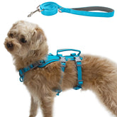 Wuffley arnés anti-fuga en azul colocado en perro para paseos seguros.