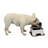 Plato elevado WZ PET cuenco cerámico para perros pequeños