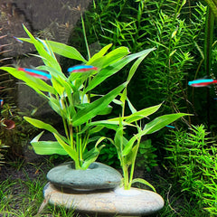 XIOFU anclaje para Anubias en acuario, sostén estable con hueco de 0,8–1,2 pulgadas.