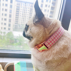 XPangle collar con cinta de nylon resistente e interior suave