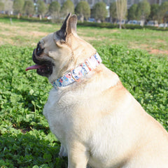 XPangle collar floral para perro, estilo único en paseos diarios.