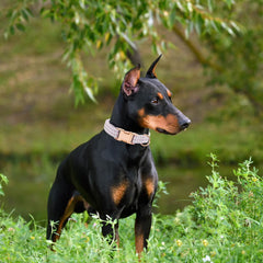 XPangle collar resistente y suave, con cinta de alta densidad para durabilidad.
