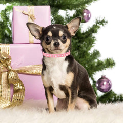 YOUALSO collar perro diamante púrpura brillantes ideal para fiestas y eventos.