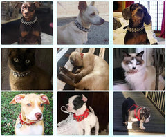 Collar YOUALSO con tachuelas anti mordida para reducir mordidas en el juego.