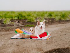 ZippyPaws Jigglerz berenjena con diseño bordado y tela duradera para juego activo