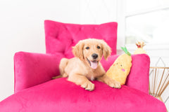 ZippyPaws NomNomz piña con chirridos para entretenimiento canino.