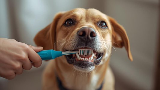 Cepillado dental de perro en casa en México