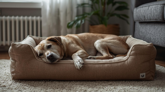 Perro senior descansando cómodamente en casa en México