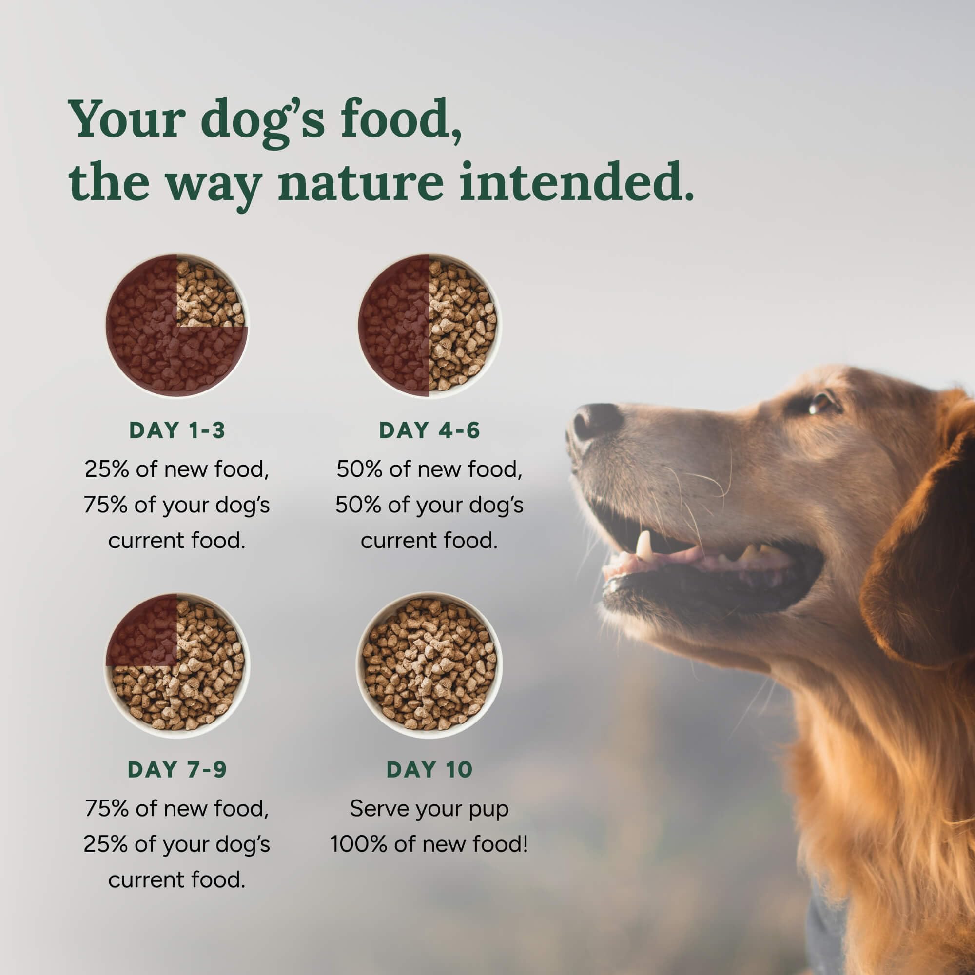 360 Pet Nutrition – contiene Omega-3 para apoyar la piel y la energía