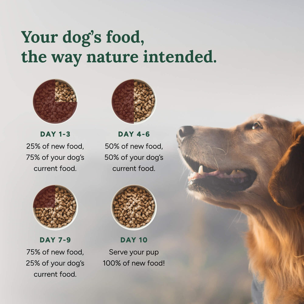 360 Pet Nutrition – contiene Omega-3 para apoyar la piel y la energía