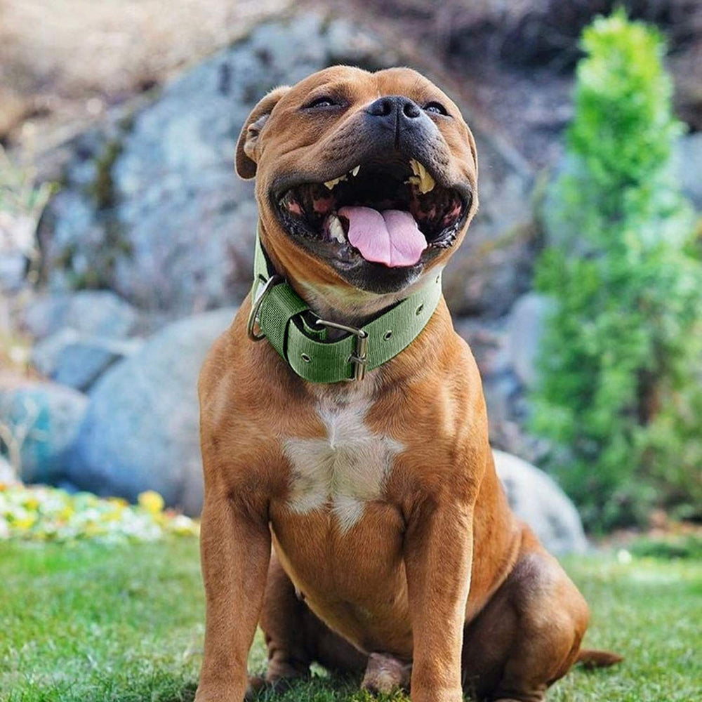AaufiLux collar disponible en tallas S, M y L para perros medianos y grandes