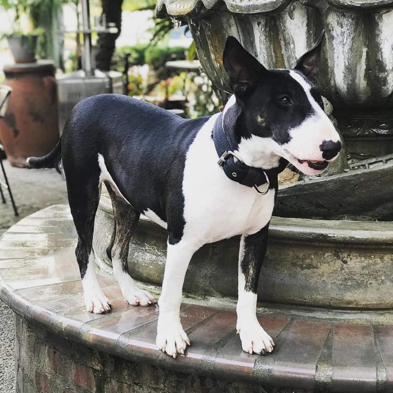 Tallas S, M y L del collar táctico Aaufilux para perros medianos y grandes