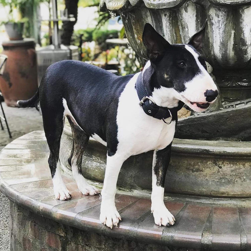 Tallas S, M y L del collar táctico Aaufilux para perros medianos y grandes