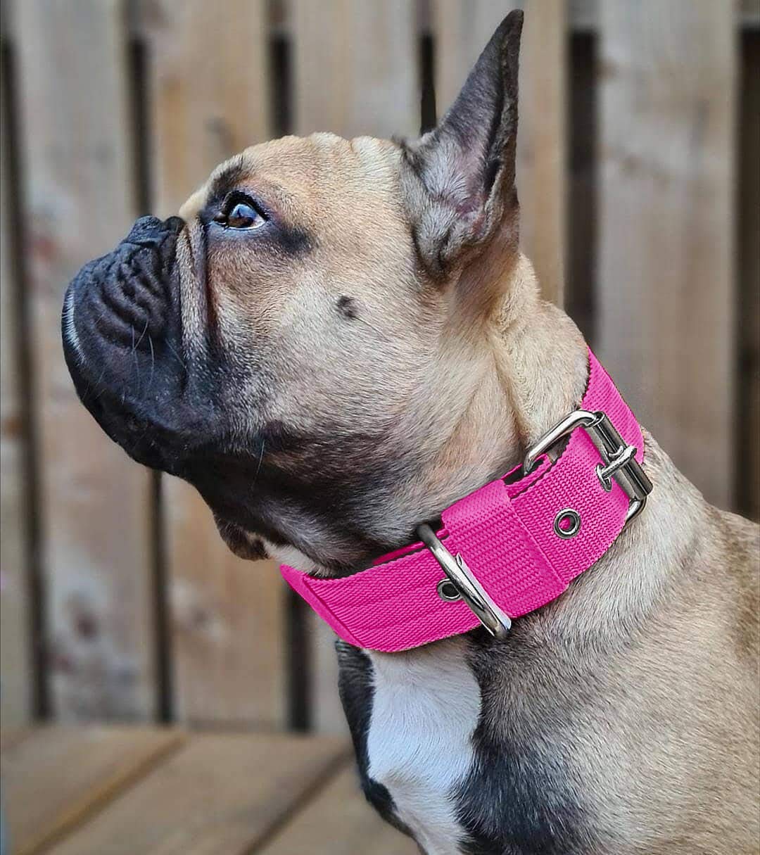 Collar táctico AaufiLux rosa para entrenamiento y uso diario.