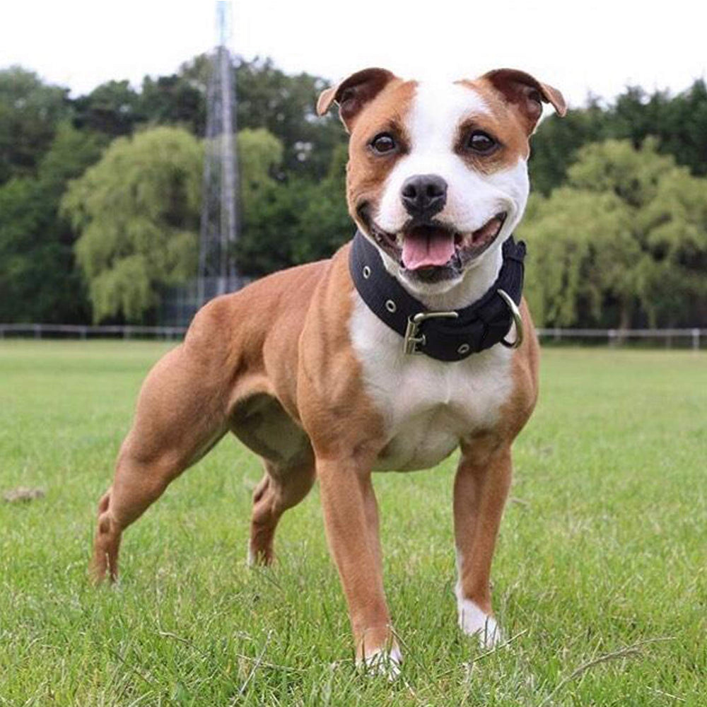 Uso en entrenamiento y patrullaje con collar táctico Aaufilux