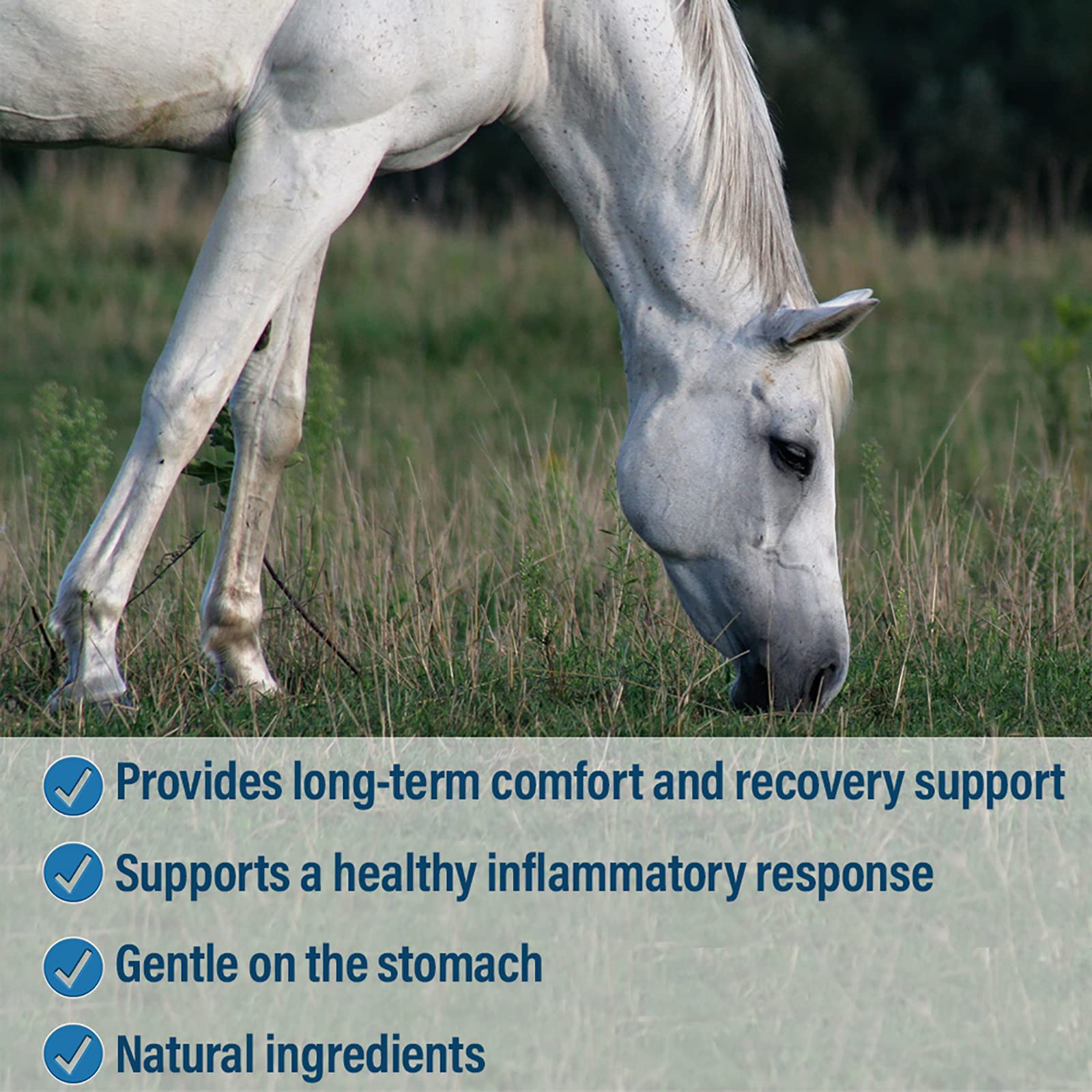 Absorbine Bute-Less, Vitamina B12 para apoyo metabólico del caballo.