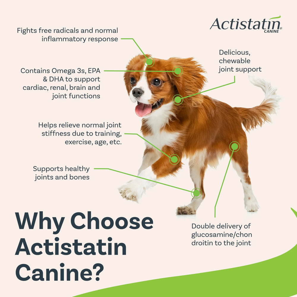 Actistatin gomitas suaves para perros pequeños, imagen de perro masticando sin esfuerzo.