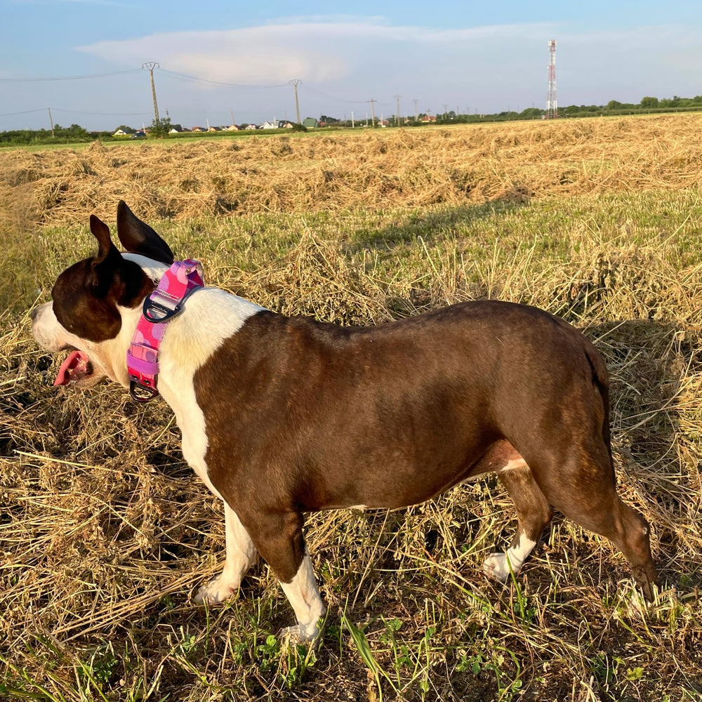 ADITYNA collar ajustable 24-30 pulgadas para diversas tallas de perros grandes.