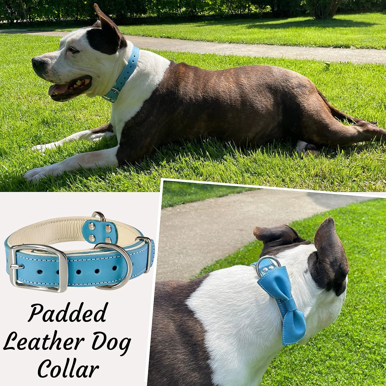 Presentación con estuche regalo, perfecto para amantes de los perros.