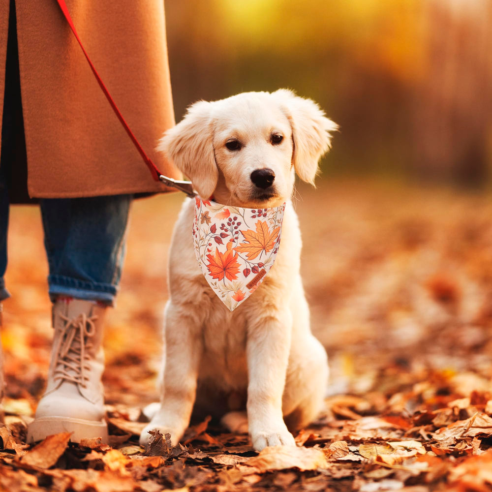 ADOGGYGO Bandana con ajuste doble para perro pequeño, cómodo