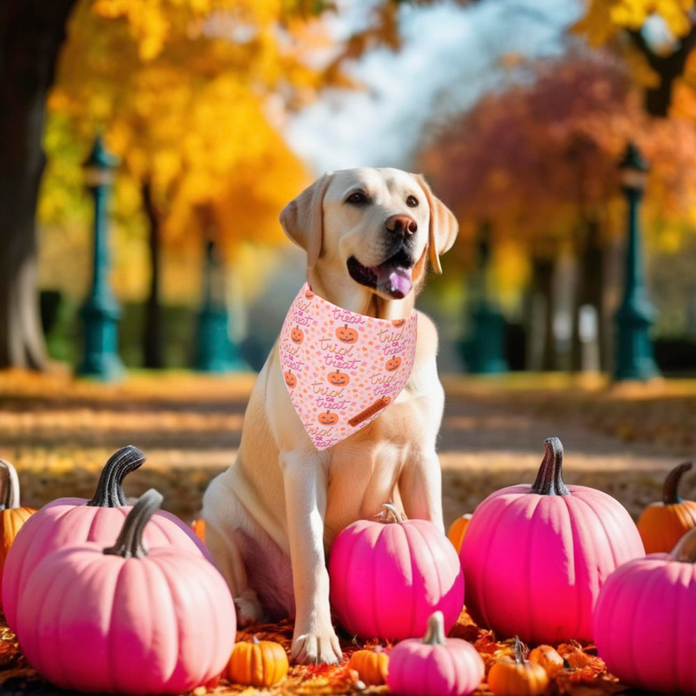 Bandana ADOGGYGO para paseos y sesiones de fotos de Halloween.