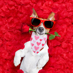 Bandana ADOGGYGO para perro, costuras duraderas y tacto suave.