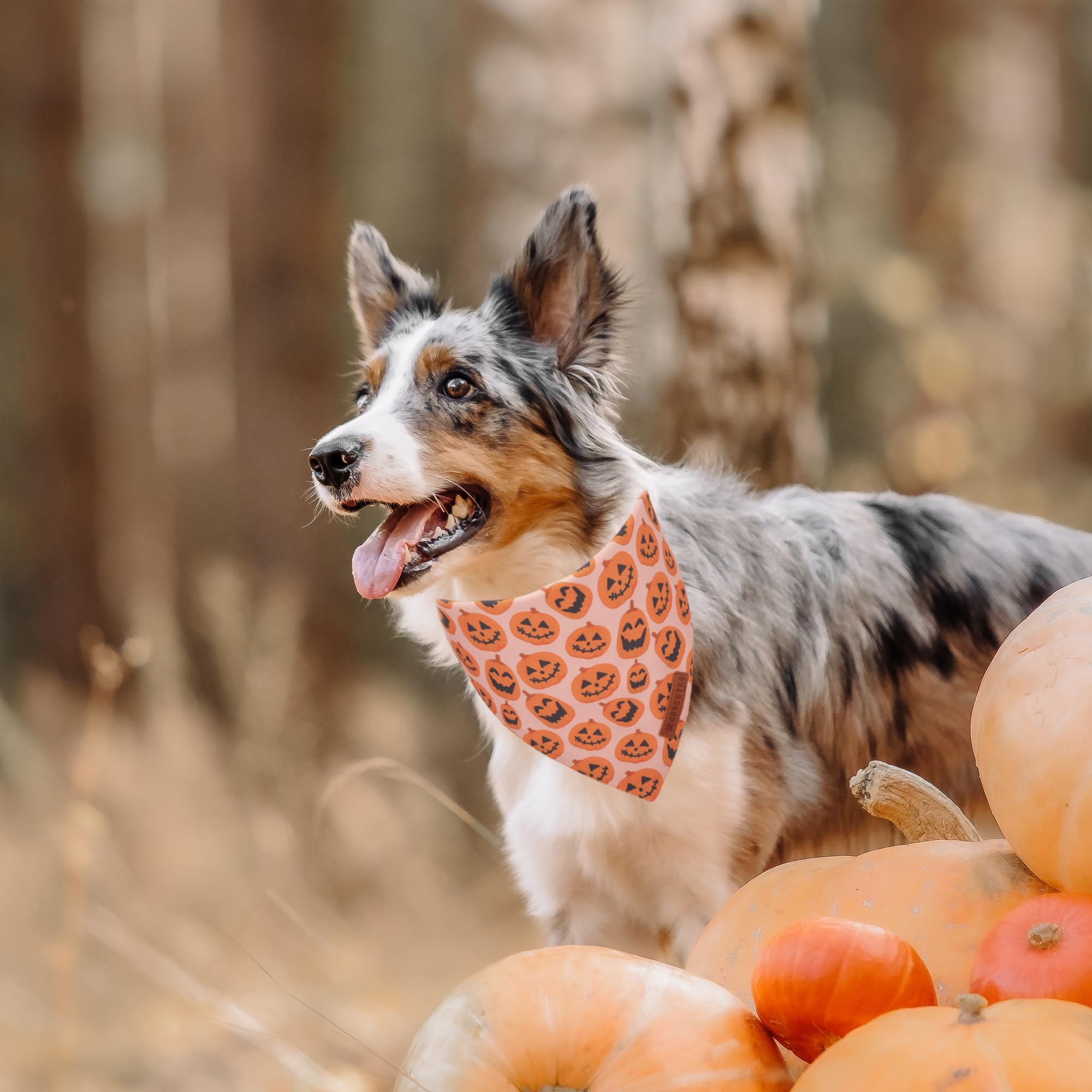 Bandana ADOGGYGO púrpura para perro, perfecta para fiestas y fotos memorables.
