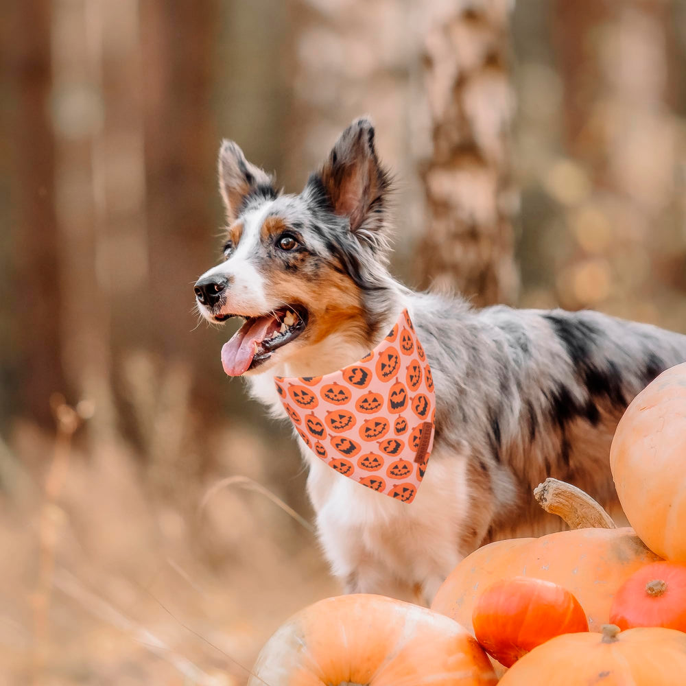 Bandana ADOGGYGO púrpura para perro, perfecta para fiestas y fotos memorables.