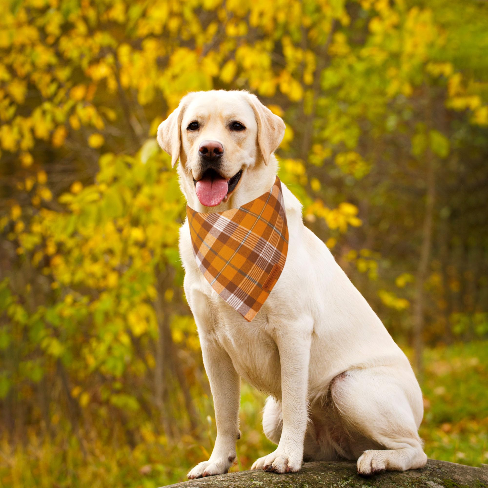 Bandana grande ADOGGYGO para perro, naranja a cuadros, ideal para salidas y eventos
