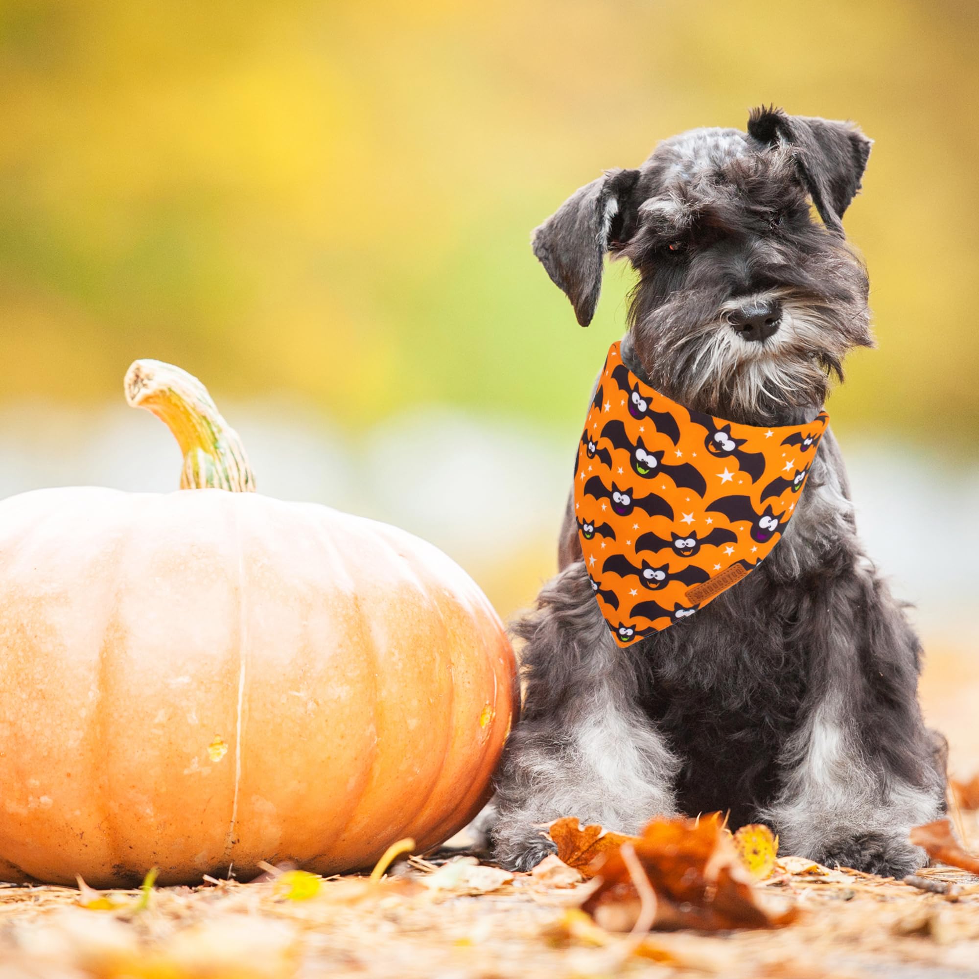 Bandana ADOGGYGO para perros, calabaza negra en detalle, duradera