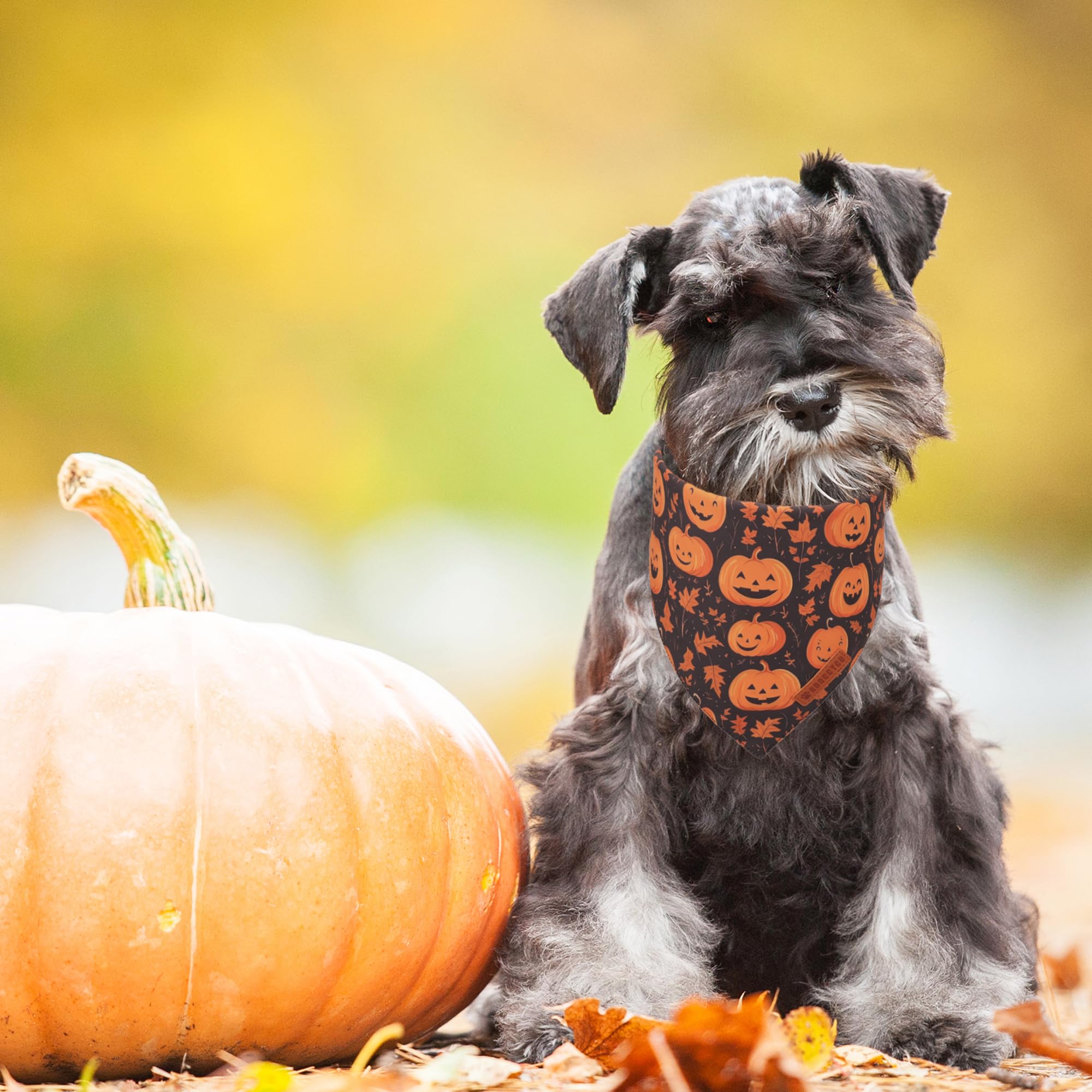 ADOGGYGO Bandana Halloween negro-naranja con fantasma para perros, ideal para sesiones de fotos