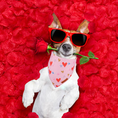 Bandana ADOGGYGO para perro San Valentín rosa, perfecto para sesiones de fotos